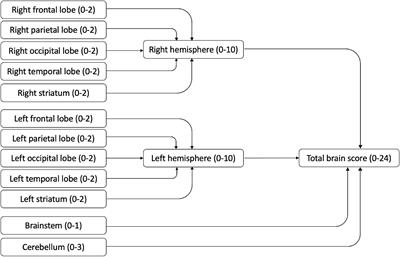 Exploratory Investigation of Brain MRI Lesions According to Whole Sample and Visual Function Subtyping in Children With Cerebral Visual Impairment